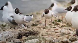 Blackheaded Gull courtship behaviour amp nesting [upl. by Eisele]