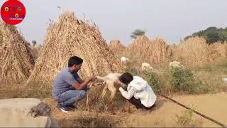 भेड़ बकरियों के बुखार में कौन से इंजेक्शन लगाए  sheep got ke fever mein kaun se injection lagaen [upl. by Lockwood978]