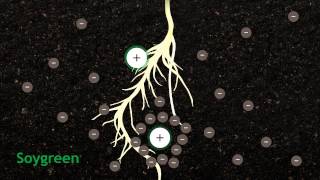 How Chelation Works In Agriculture [upl. by Sanborne]