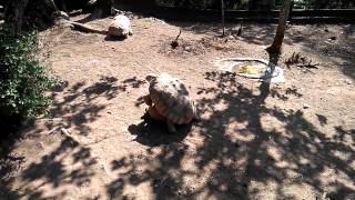 Accouplement de tortues sulcata adultes [upl. by Brad]