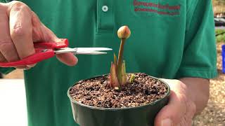 Should You Cut Off Sarracenia Flowers [upl. by Ignazio630]