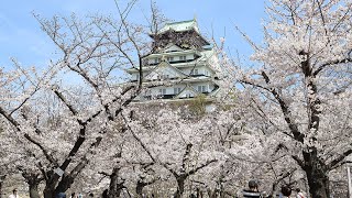 大阪城公園 西の丸庭園の桜 [upl. by Ennayhc341]