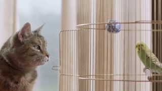 Freeview TV Ad  Cat amp Budgie catandbudgie [upl. by Cromwell]