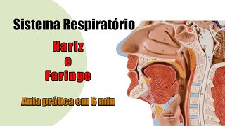 Anatomia Respiratória  Nariz e Faringe  Aula Prática [upl. by Okubo339]