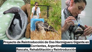 Proyecto de Reintroducción de Oso Hormiguero Gigante en Corrientes Argentina [upl. by Rolf]