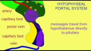 ENDOCRINE SYSTEM HYPOPHYSEAL PORTAL SYSTEM [upl. by Acinorrev]