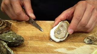 Oysters 101 Learn the Basics [upl. by Charmine]