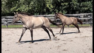 Cerulean Ebon Echo and Cerulean Hollywood Starlet Video [upl. by Abbott]