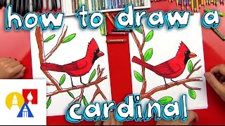 How To Draw A Cardinal [upl. by Annig485]