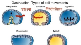 Gastrulation  types of cell movements  In Bangla l [upl. by Knighton]