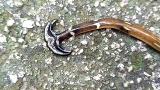 Hammerhead worm [upl. by Enimzaj119]