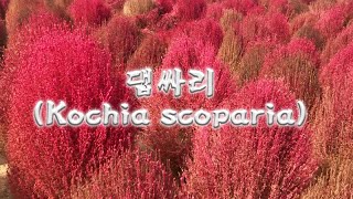 댑싸리Kochia scoparia [upl. by Iralav]