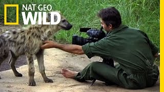 Inside the Hyena Feast  Nat Geo Wild [upl. by Hubsher]