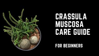 CRASSULA MUSCOSA  WATCH CHAIN  CARE TIPS [upl. by Clorinda]