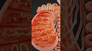 Internal Structures of Testes [upl. by Ahseek]