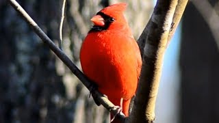 Cardinal Chirping Sounds  Male [upl. by Atrebor]