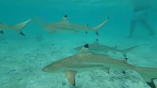 Bora Bora Hotel Maitai snorkeling and ATV [upl. by Lisabeth581]