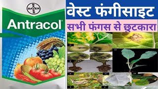 Antracol fungicide। bayer antracol। PROPINEB 70। fungicide [upl. by Marcello]