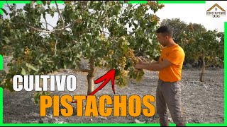 🌱 CULTIVO DEL PISTACHO 🌱 Toda la información sobre el cultivo del PISTACHERO  2021 [upl. by Cressler]