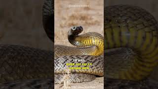 Inland Taipan  The Most Venomous Snake On Earth [upl. by Netti]