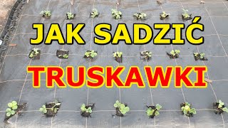 Jak i kiedy sadzić Truskawki na działce  Uprawa Truskawek w Ogrodzie [upl. by Alysoun]