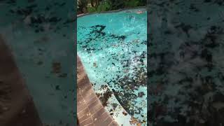 Best Pool Cleaning Video [upl. by Ingvar751]