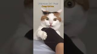 Hilarious Cat Vines Compilation [upl. by Aiker819]