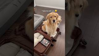 Leaving our dogs for vacation 🥺 dogs dogshorts puppy puppies goldenretriever cutedog [upl. by Imalda868]