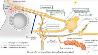 Pterygopalatine ganglion 6 [upl. by Arised569]