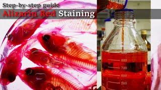 01R Bleaching to Staining Alizarin Red Staining Stepbystep guide 2023 1130 01 RedA [upl. by Tymon970]