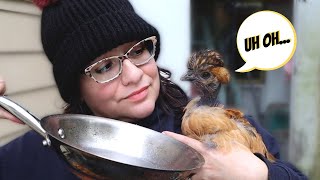 Chickens Stopped Laying Eggs Here’s Why🍳🐔😭 [upl. by Hcib]