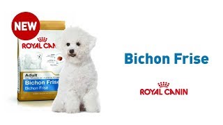 The Bichon Frise  Royal Canin Breed Health Nutrition [upl. by Ynnep]