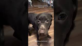 My dog is car 🤣🤣🐱funnycats funnyanimals petvideos cat catsoftiktok fyp usa [upl. by Rivalee574]