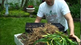 How to Divide Daylilies and Other Perennials [upl. by Randa971]