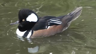 Hooded Merganser [upl. by Wanfried68]