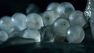 Baby Slugs Hatching Inside a Wall Up Close  BBC Earth [upl. by Atinna446]