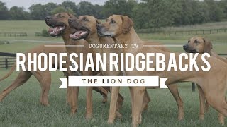 ALL ABOUT RHODESIAN RIDGEBACKS THE AFRICAN LION HUNTING DOG [upl. by Lough]