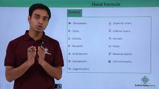 Class 11th – Floral Formula – Introduction  Morphology of Flowering Plants  Tutorials Point [upl. by Onairotciv]