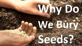 Why Do We Bury Seeds [upl. by Rauch]