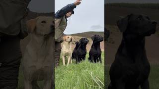 Going going gone Super fast Labrador Retriever Gundog Training Working Dog [upl. by Aneehsar25]