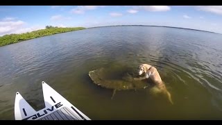 Paddleboard Fishing With A 65LB Puppy Yellow Lab named quotOtisquot [upl. by Yellhsa]