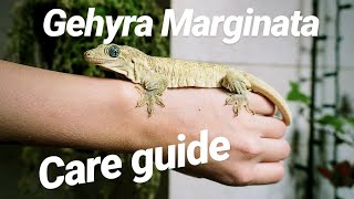 Halmahera Gecko Care Guide [upl. by Selina]