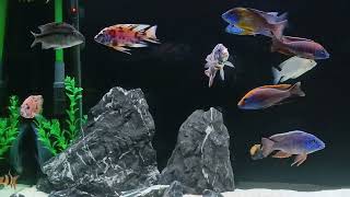 African Cichlids All Male [upl. by Jakoba]