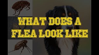 What Does A Flea Look Like  Fleas On Dogs [upl. by Read]