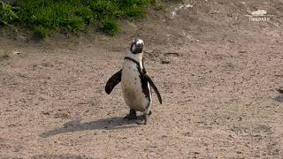 Welt Pinguin Tag im Tierpark Berlin  World Penguin Day at Tierpark Berlin [upl. by Solnit869]