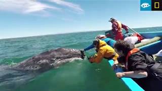 UpClose and Personal with Gray Whales  Baja California  Lindblad ExpeditionsNational Geographic [upl. by Lowe]