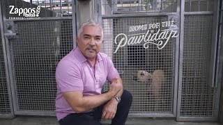 Cesar Millan How to Pick the Best Shelter Pet for You  Zapposcom [upl. by Divine]