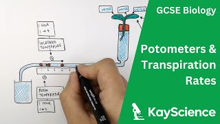 How To Use a Potometer  Biology GCSE  kaysciencecom [upl. by Parthenia]