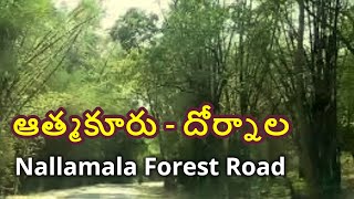 ATMAKUR TO DORNALA  NALLAMALA FOREST  A DRIVE THROUGH NALLAMALA FOREST [upl. by Lena]