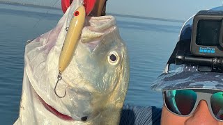 How to fillet a Jack Crevalle [upl. by Sivahc]